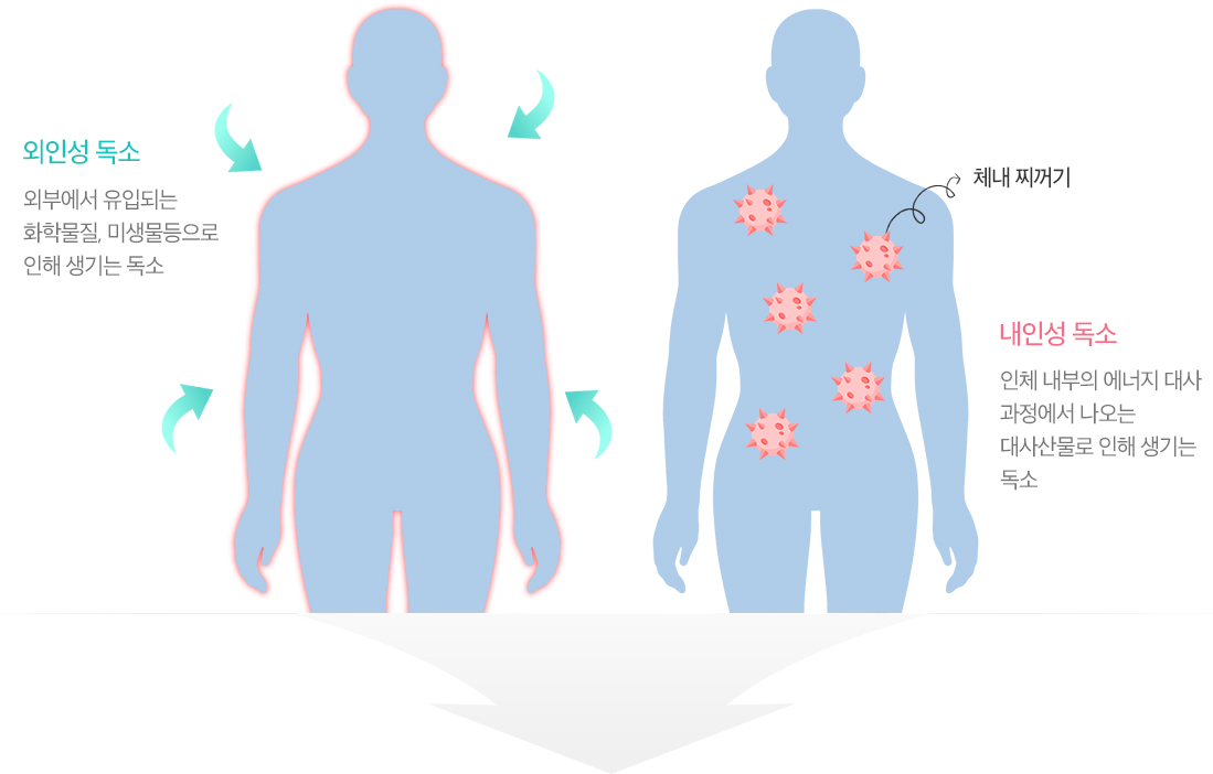 외인성독서는 외부에서 유입되는 화학물질, 미생물등으로 인해 생기는 독소이며 내인성 독소는 인체 내부의 에너지 대사 과정에서 나오는 대사산물로 인해 생기는 독소