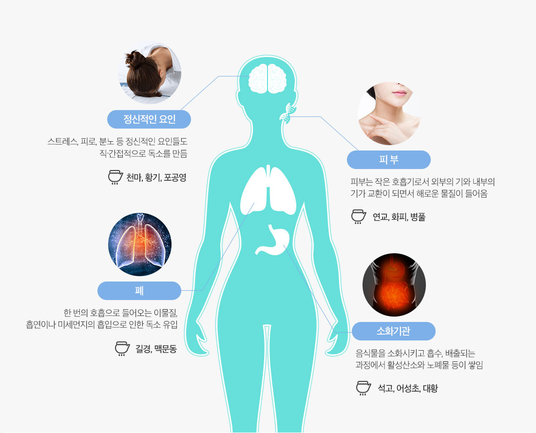 정신적인요인,피부,폐,소화기관